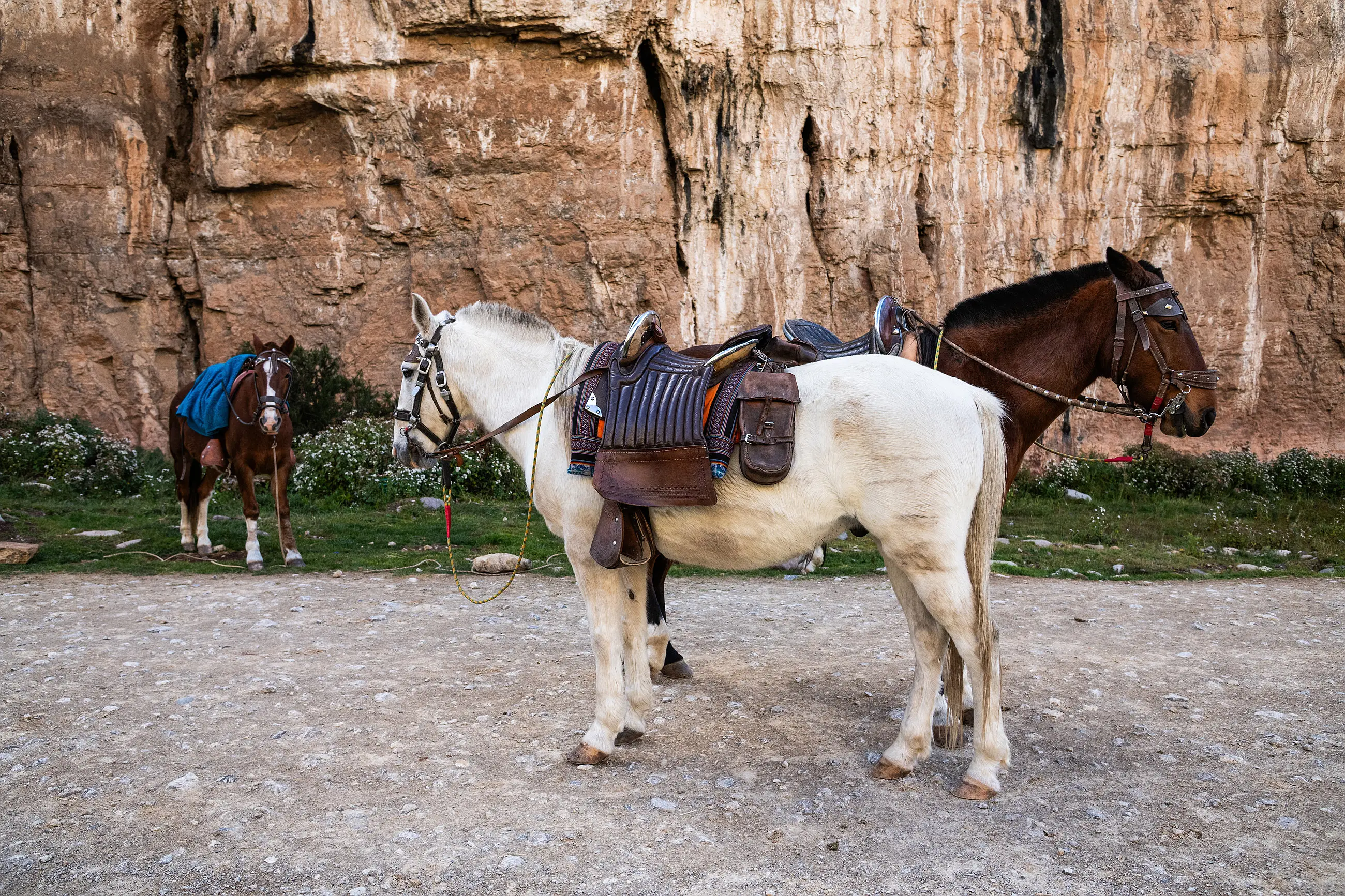 Caballos en el campo junto a paredes rocosas